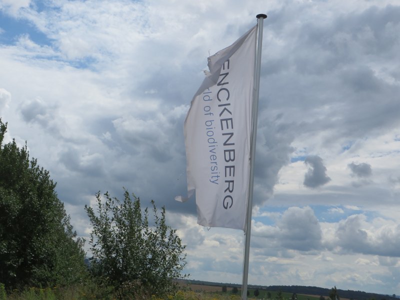Die Fahne der Senckenberg-Stiftung